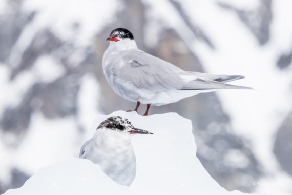 HDS24-25, Day 5, 5D5A0249 © Koen Jongerling - Oceanwide Expeditions.jpg
