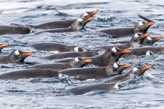 HDS24-25, Day 5, 5D5A0254 © Koen Jongerling - Oceanwide Expeditions.jpg
