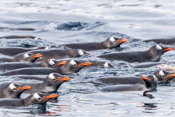 HDS24-25, Day 5, 5D5A0257 © Koen Jongerling - Oceanwide Expeditions.jpg