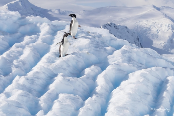 HDS24-25, Day 5, 5D5A0280 © Koen Jongerling - Oceanwide Expeditions.jpg