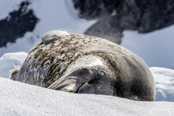 HDS24-25, Day 5, 5D5A0271 © Koen Jongerling - Oceanwide Expeditions.jpg