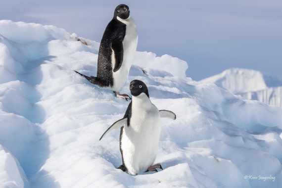 HDS24-25, Day 5, 5D5A0284 © Koen Jongerling - Oceanwide Expeditions.jpg