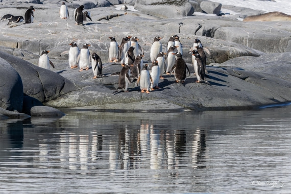 HDS24-25, Day 6, 5D5A0310 © Koen Jongerling - Oceanwide Expeditions.jpg