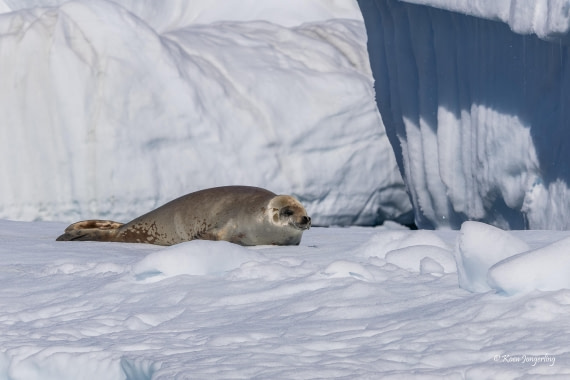 HDS24-25, Day 6, 5D5A0337 © Koen Jongerling - Oceanwide Expeditions.jpg