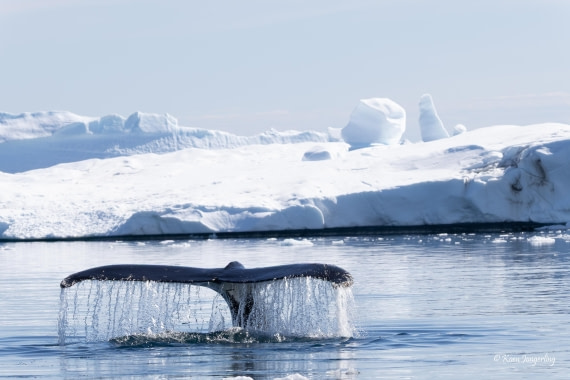 HDS24-25, Day 6, 5D5A0361 © Koen Jongerling - Oceanwide Expeditions.jpg