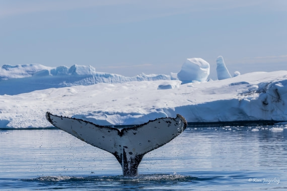 HDS24-25, Day 6, 5D5A0363 © Koen Jongerling - Oceanwide Expeditions.jpg