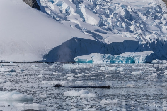 HDS24-25, Day 6, 5D5A0379 © Koen Jongerling - Oceanwide Expeditions.jpg