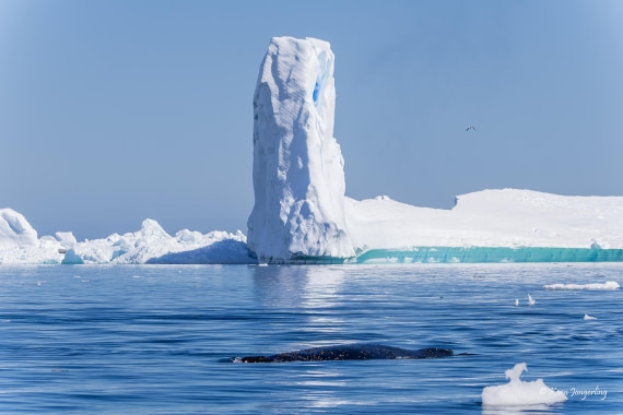 HDS24-25, Day 6, 5D5A0382 © Koen Jongerling - Oceanwide Expeditions.jpg