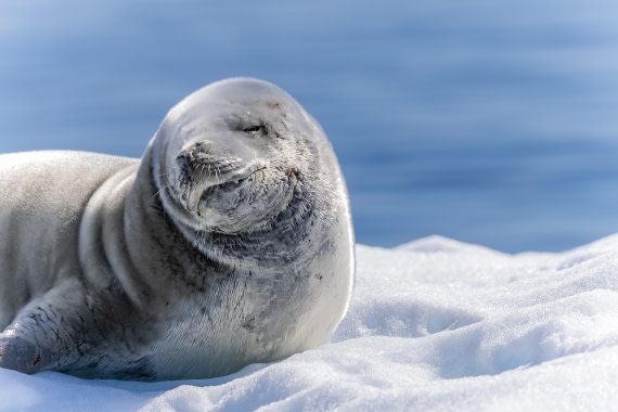 HDS24-25, Day 6, 5D5A0407 © Koen Jongerling - Oceanwide Expeditions.jpg