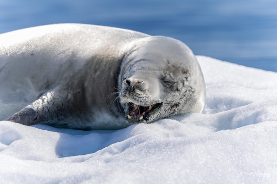 HDS24-25, Day 6, 5D5A0409 © Koen Jongerling - Oceanwide Expeditions.jpg