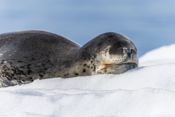 HDS24-25, Day 6, 5D5A0423 © Koen Jongerling - Oceanwide Expeditions.jpg