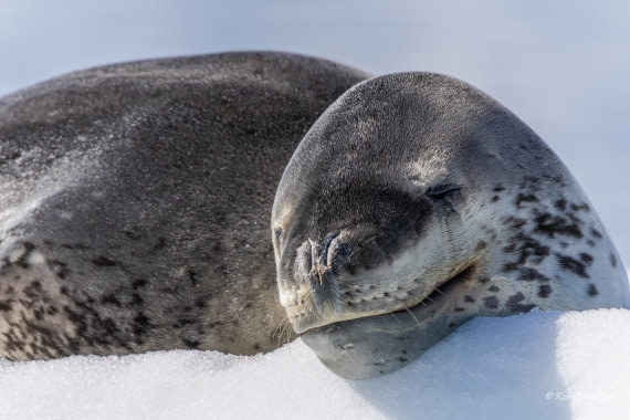 HDS24-25, Day 6, 5D5A0429 © Koen Jongerling - Oceanwide Expeditions.jpg
