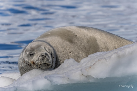 HDS24-25, Day 6, 5D5A0440 © Koen Jongerling - Oceanwide Expeditions.jpg