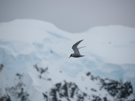 HDS24-25, Day 6, P1023033 © Unknown photographer - Oceanwide Expeditions.JPG