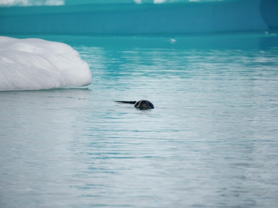 HDS24-25, Day 6, P1023041 © Unknown photographer - Oceanwide Expeditions.JPG