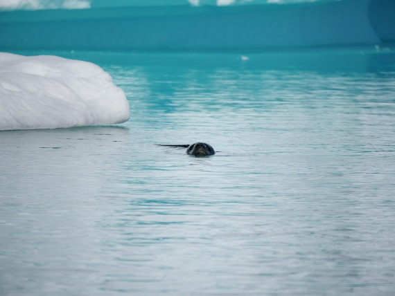HDS24-25, Day 6, P1023042 © Unknown photographer - Oceanwide Expeditions.JPG