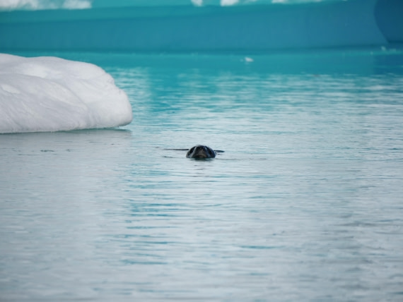 HDS24-25, Day 6, P1023043 © Unknown photographer - Oceanwide Expeditions.JPG