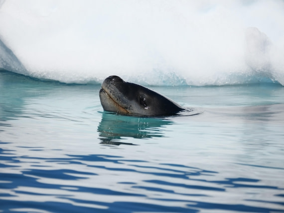 HDS24-25, Day 6, P1023044 © Unknown photographer - Oceanwide Expeditions.JPG