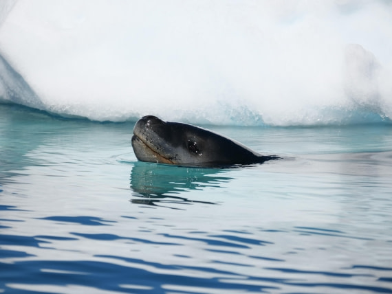 HDS24-25, Day 6, P1023045 © Unknown photographer - Oceanwide Expeditions.JPG