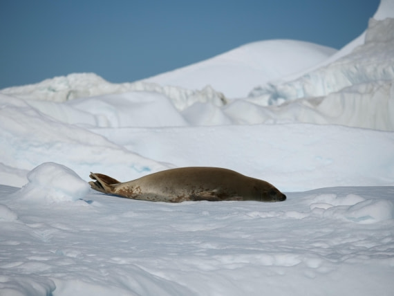 HDS24-25, Day 6, P1023053 © Unknown photographer - Oceanwide Expeditions.JPG