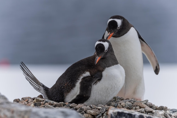 HDS24-25, Day 7, 5D5A0462 © Koen Jongerling - Oceanwide Expeditions.jpg