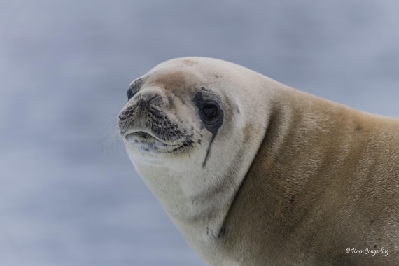 HDS24-25, Day 8, 5D5A0488 © Koen Jongerling - Oceanwide Expeditions.jpg