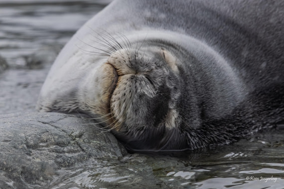 HDS24-25, Day 8, 5D5A0496 © Koen Jongerling - Oceanwide Expeditions.jpg
