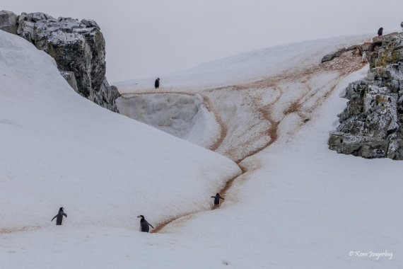 HDS24-25, Day 8, 5D5A0507 © Koen Jongerling - Oceanwide Expeditions.jpg