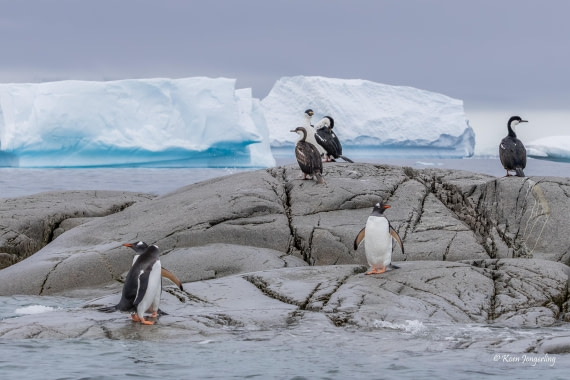 HDS24-25, Day 8, 5D5A0518 © Koen Jongerling - Oceanwide Expeditions.jpg