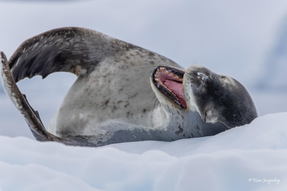 HDS24-25, Day 8, 5D5A0533 © Koen Jongerling - Oceanwide Expeditions.jpg