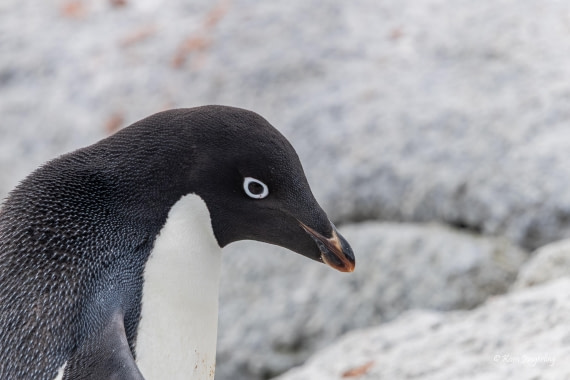 HDS24-25, Day 9, 5D5A0557 © Koen Jongerling - Oceanwide Expeditions.jpg