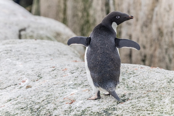 HDS24-25, Day 9, 5D5A0559 © Koen Jongerling - Oceanwide Expeditions.jpg