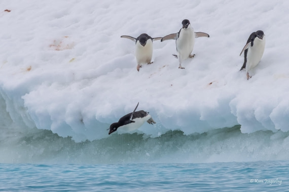 HDS24-25, Day 9, 5D5A0569 © Koen Jongerling - Oceanwide Expeditions.jpg