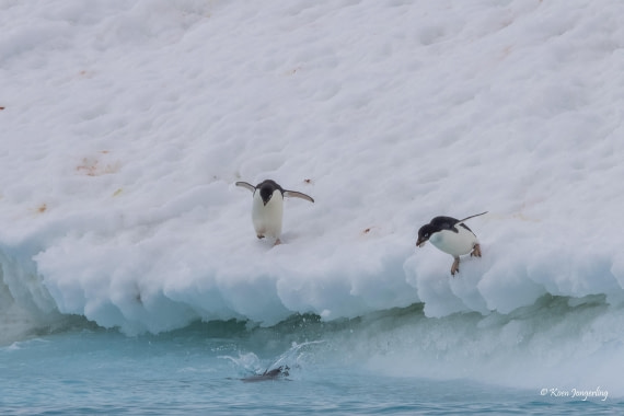 HDS24-25, Day 9, 5D5A0571 © Koen Jongerling - Oceanwide Expeditions.jpg