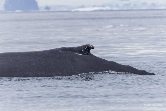 HDS24-25, Day 9, 5D5A0576 © Koen Jongerling - Oceanwide Expeditions.jpg