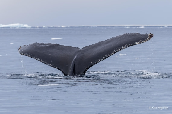 HDS24-25, Day 9, 5D5A0582 © Koen Jongerling - Oceanwide Expeditions.jpg