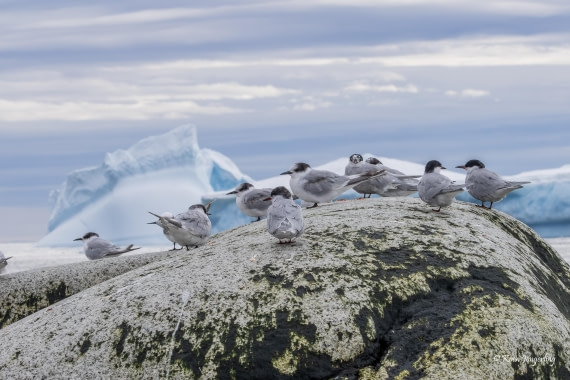 HDS24-25, Day 9, 5D5A0592 © Koen Jongerling - Oceanwide Expeditions.jpg