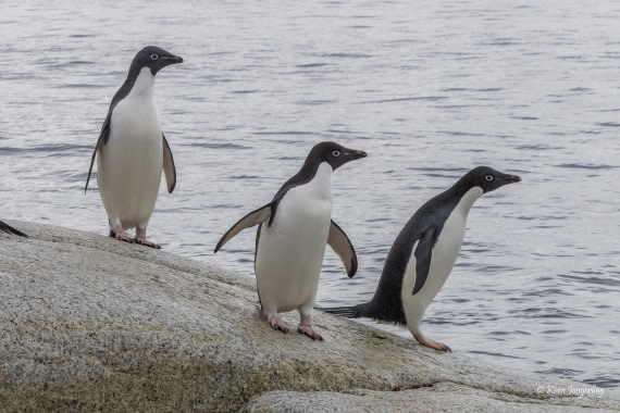 HDS24-25, Day 9, 5D5A0594 © Koen Jongerling - Oceanwide Expeditions.jpg