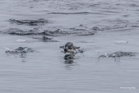 HDS24-25, Day 9, 5D5A0601 © Koen Jongerling - Oceanwide Expeditions.jpg