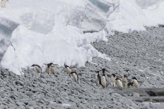 HDS24-25, Day 9, 5D5A0603 © Koen Jongerling - Oceanwide Expeditions.jpg