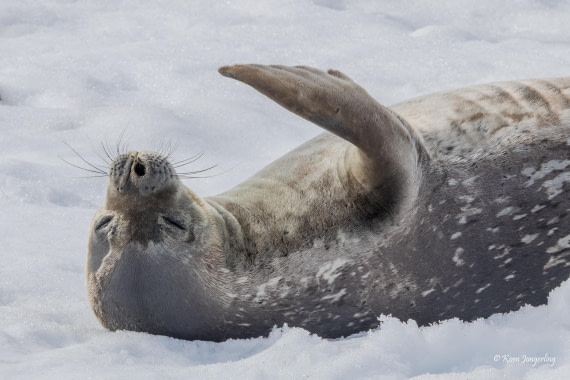 HDS24-25, Day 9, 5D5A0620 © Koen Jongerling - Oceanwide Expeditions.jpg