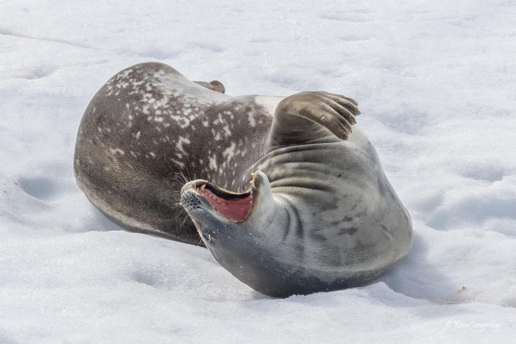 HDS24-25, Day 9, 5D5A0622 © Koen Jongerling - Oceanwide Expeditions.jpg