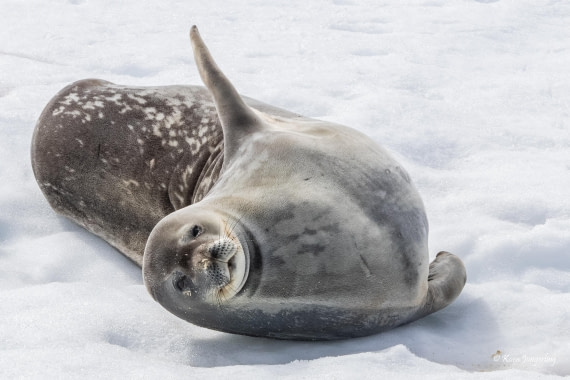 HDS24-25, Day 9, 5D5A0624 © Koen Jongerling - Oceanwide Expeditions.jpg