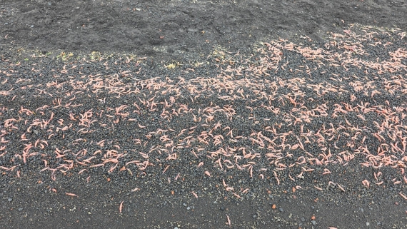 HDS24-25, Day 10, 20251218_075830 © Unknown photographer - Oceanwide Expeditions.jpg