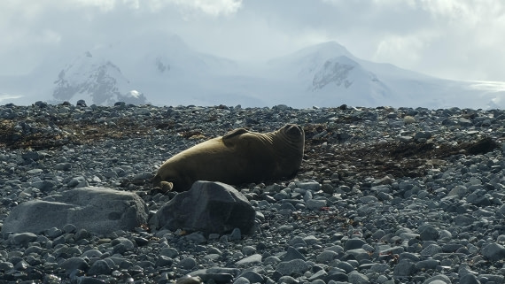 HDS24-25, Day 10, 20251218_172113 © Unknown photographer - Oceanwide Expeditions.jpg
