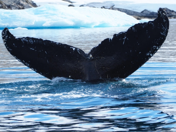 Meeting with a whale