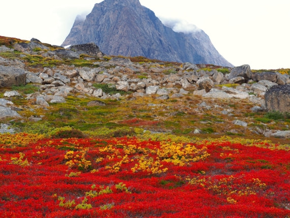 Redland or Greenland ?