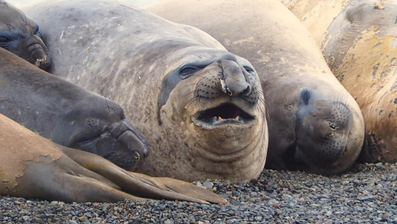 Take me to the dentist pls