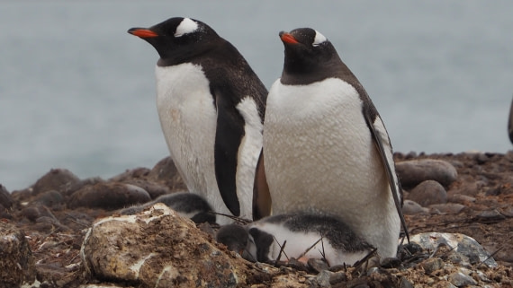 Penguin babies
