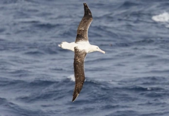 OTL25-26, Day 5, Picture13.jpg © Unknown Photographer - Oceanwide Expeditions.jpg